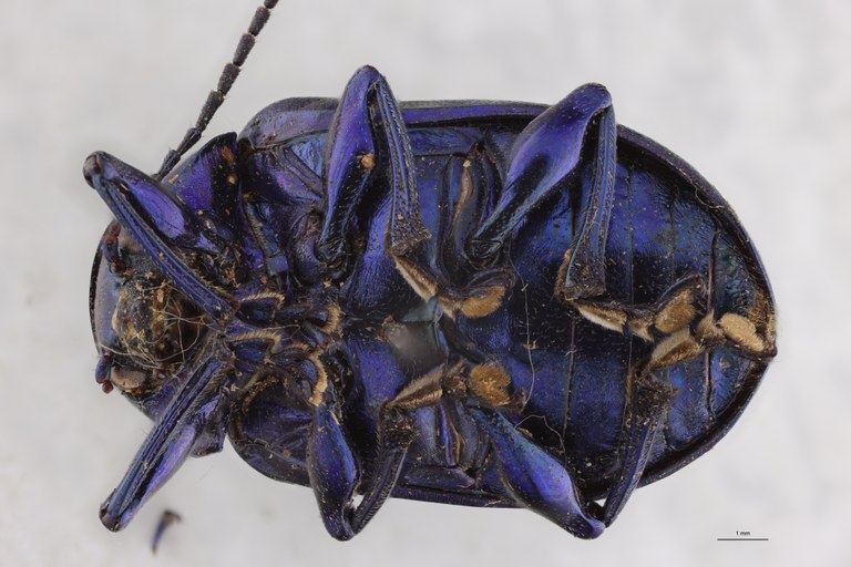 Eumolpus nitidus fascilis Pt V.jpg