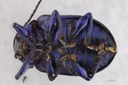 Eumolpus nitidus fascilis Pt V.jpg