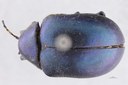 Eumolpus nitidus fascilis Pt D.jpg
