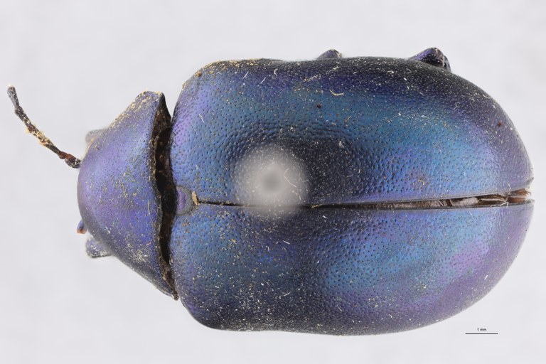 Eumolpus nitidus fascilis Pt D.jpg