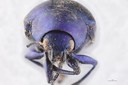 Eumolpus nitidus fascilis Pt F.jpg
