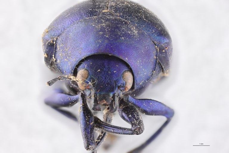 Eumolpus nitidus fascilis Pt F.jpg