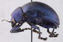 Eumolpus nitidus fascilis Pt L.jpg