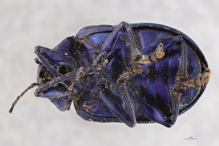 Eumolpus nitidus fascilis Pt V.jpg
