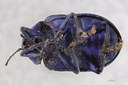 Eumolpus nitidus fascilis Pt V.jpg