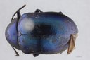 Eumolpus nitidus fascilis Pt D.jpg