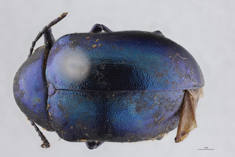 Eumolpus nitidus fascilis Pt D.jpg