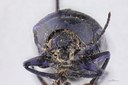 Eumolpus nitidus fascilis Pt F.jpg
