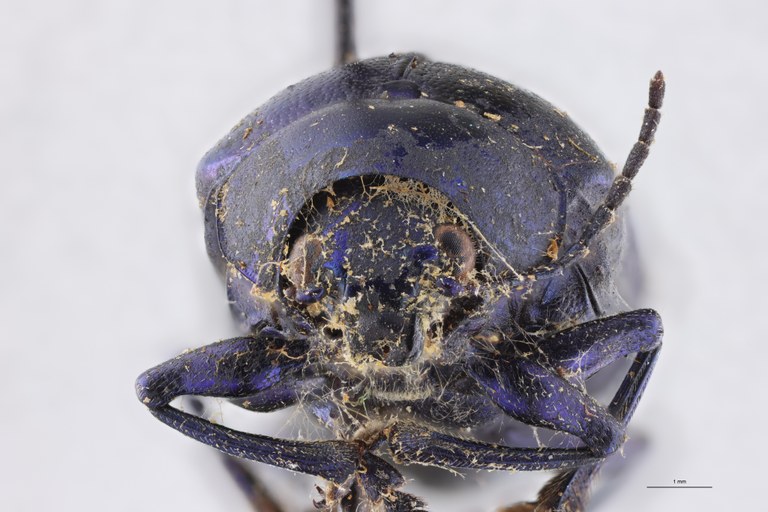 Eumolpus nitidus fascilis Pt F.jpg
