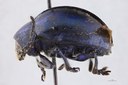 Eumolpus nitidus fascilis Pt L.jpg