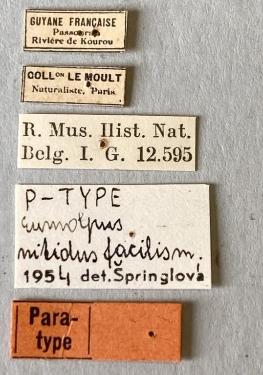Eumolpus nitidus fascilis Pt Labels.jpeg