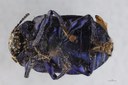 Eumolpus nitidus fascilis Pt V.jpg