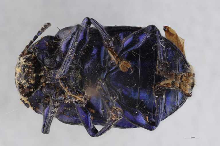 Eumolpus nitidus fascilis Pt V.jpg