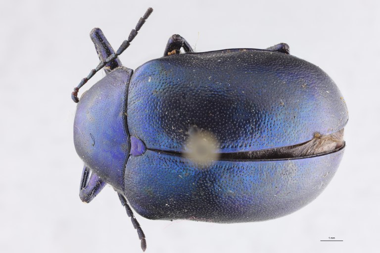Eumolpus nitidus fascilis Pt D.jpg