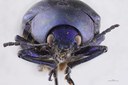 Eumolpus nitidus fascilis Pt F.jpg