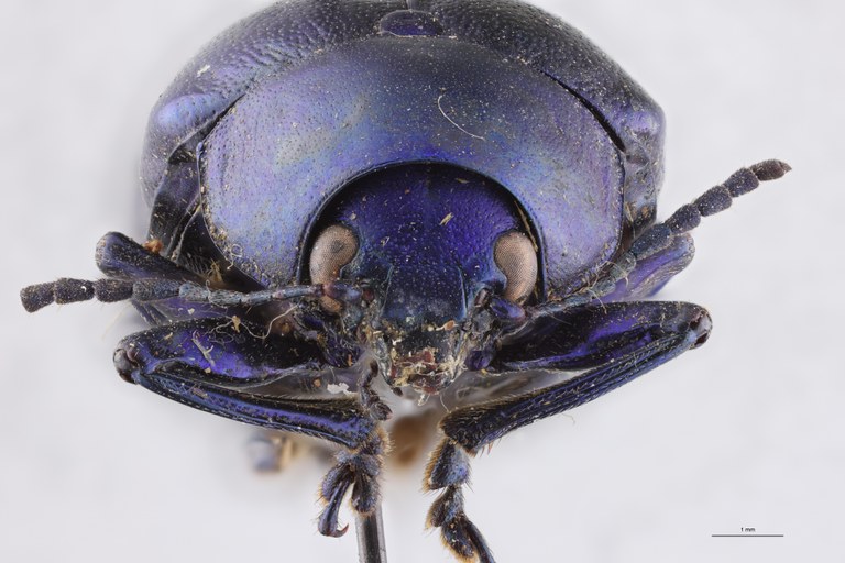 Eumolpus nitidus fascilis Pt F.jpg