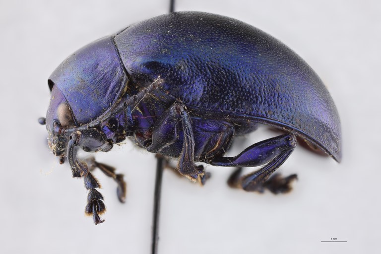 Eumolpus nitidus fascilis Pt L.jpg