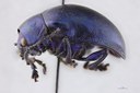 Eumolpus nitidus fascilis Pt L.jpg