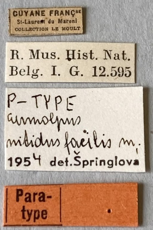 Eumolpus nitidus fascilis Pt Labels.jpeg