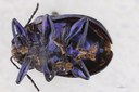 Eumolpus nitidus fascilis Pt V.jpg