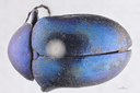 Eumolpus nitidus fascilis Pt D.jpg