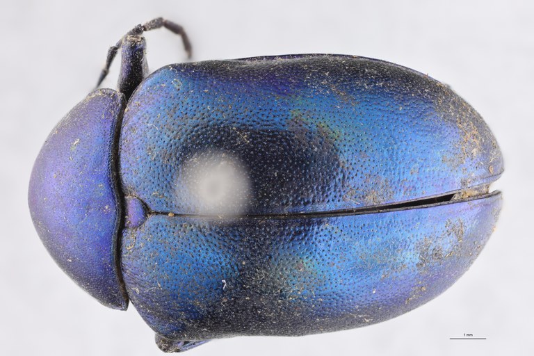 Eumolpus nitidus fascilis Pt D.jpg