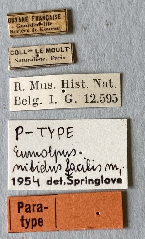 Eumolpus nitidus fascilis Pt Labels.jpeg