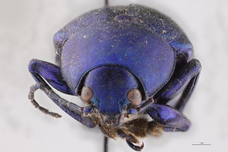 Eumolpus nitidus fascilis Pt F.jpg