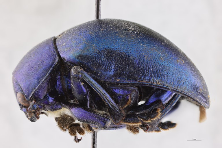 Eumolpus nitidus fascilis Pt L.jpg