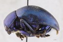 Eumolpus nitidus fascilis Pt L.jpg
