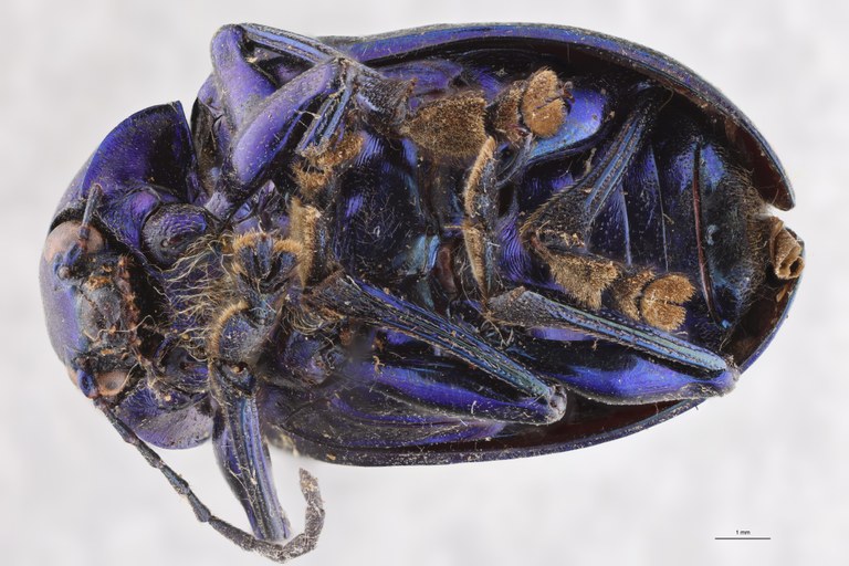 Eumolpus nitidus fascilis Pt V.jpg