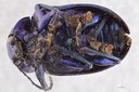 Eumolpus nitidus fascilis Pt V.jpg