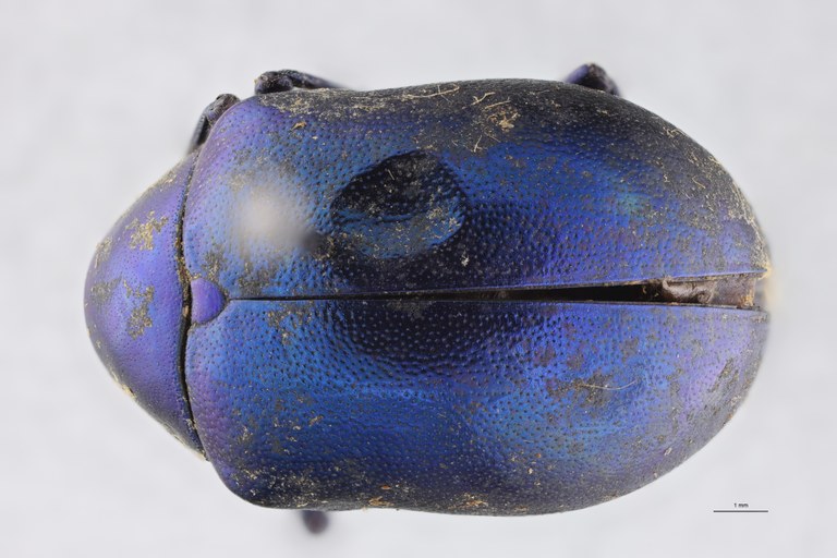 Eumolpus nitidus fascilis Pt D.jpg
