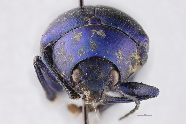 Eumolpus nitidus fascilis Pt F.jpg