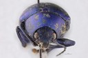 Eumolpus nitidus fascilis Pt F.jpg