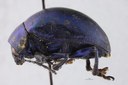Eumolpus nitidus fascilis Pt L.jpg