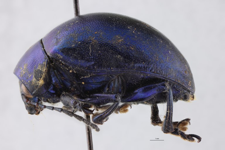 Eumolpus nitidus fascilis Pt L.jpg