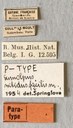 Eumolpus nitidus fascilis Pt Labels.jpeg