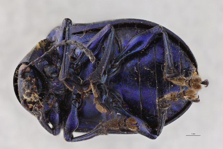 Eumolpus nitidus fascilis Pt V.jpg