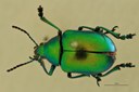 Eumolpus opacus Pt D.jpg