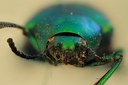 Eumolpus opacus Pt F.jpg