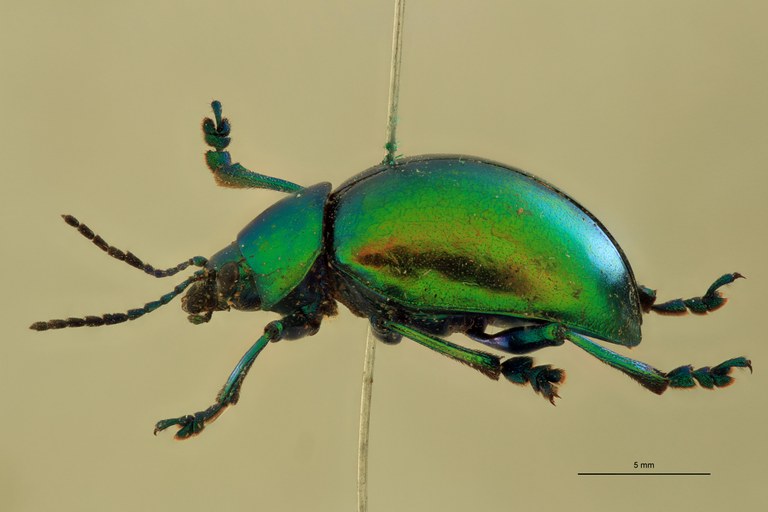 Eumolpus opacus Pt L.jpg