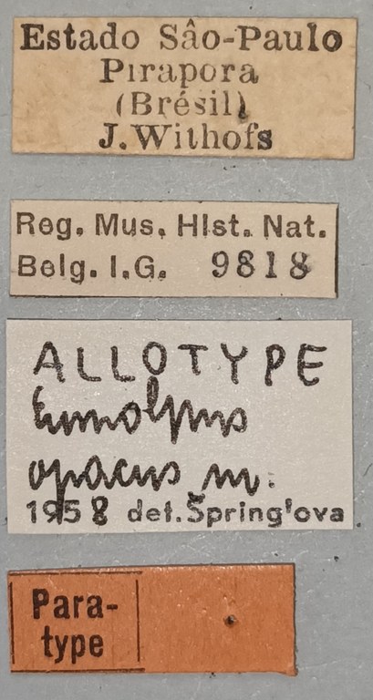 Eumolpus opacus Pt Labels.jpg
