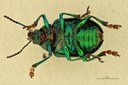 Eumolpus opacus Pt V.jpg