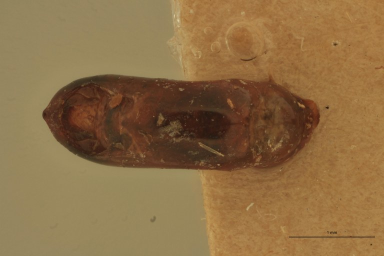 Eumolpus opacus M T Aedeagus D.jpg