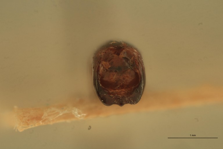 Eumolpus opacus M T Aedeagus F.jpg