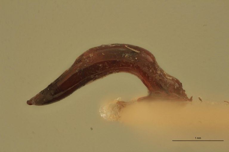 Eumolpus opacus M T Aedeagus L.jpg
