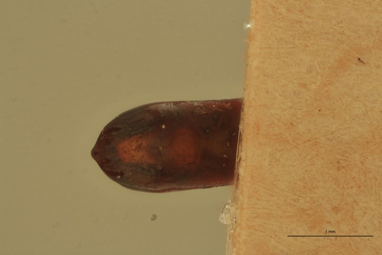 Eumolpus opacus M T Aedeagus V.jpg