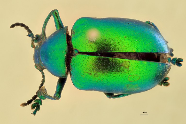 Eumolpus opacus M T D.jpg