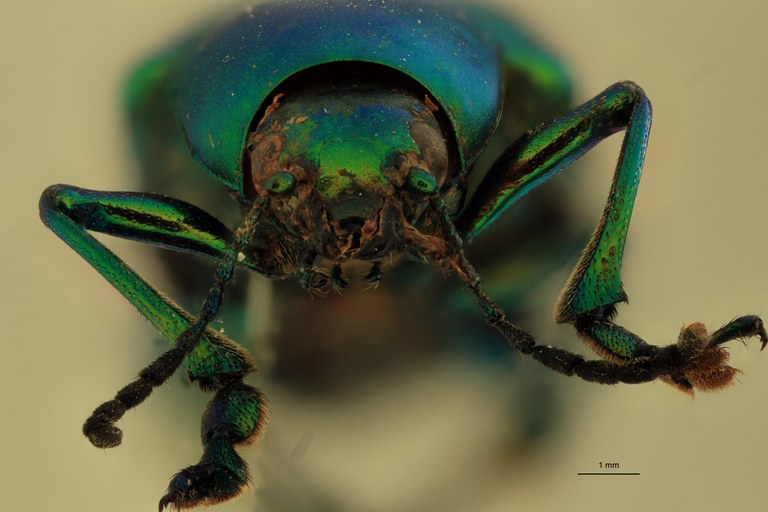Eumolpus opacus M T F.jpg